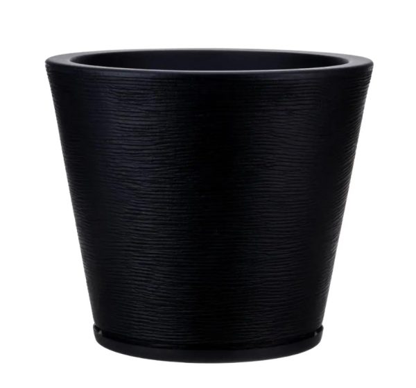 Loica negro
