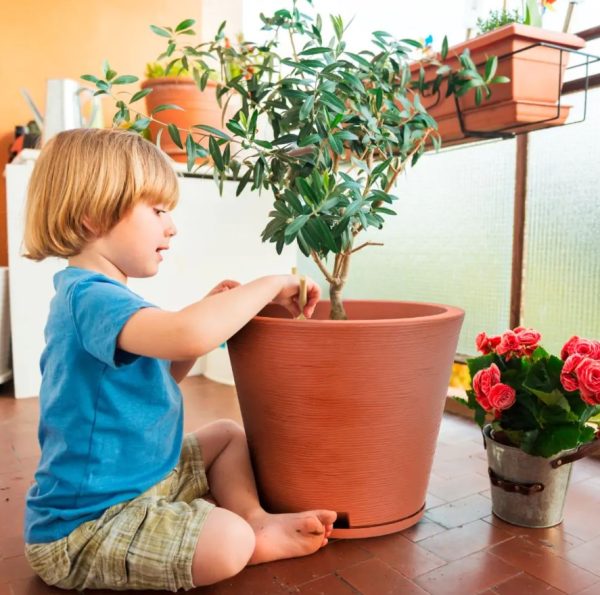 Loica tamaño 2 Loica tamaño 2