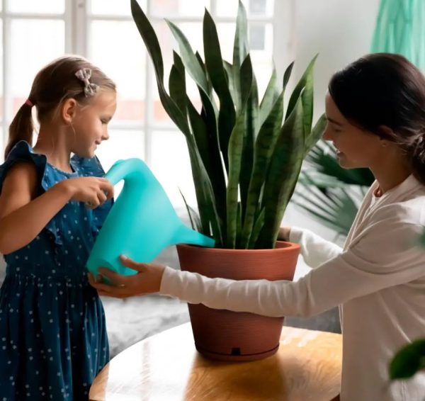 Loica tamaño Loica tamaño