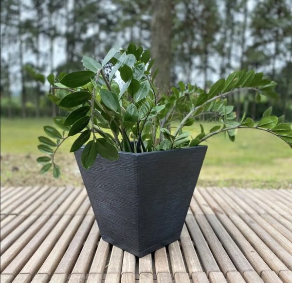 Tiuque Negro 2 Tiuque Negro 2