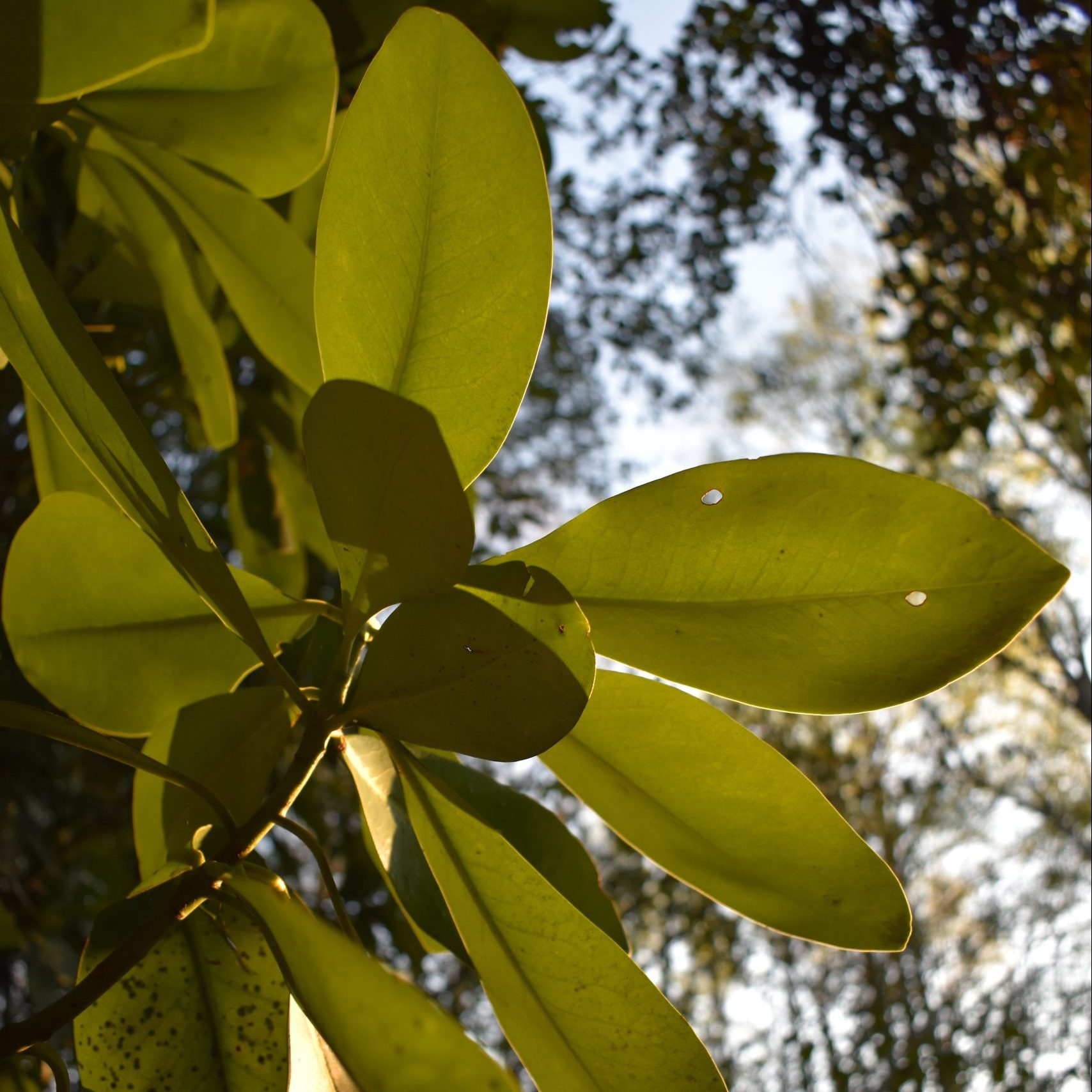 Canelo Árbol Siempreverde - TodoNativo | Vivero de Plantas Nativas del ...