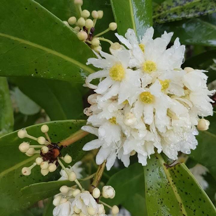 Canelo - TodoNativo | Vivero de Plantas Nativas del Sur de Chile