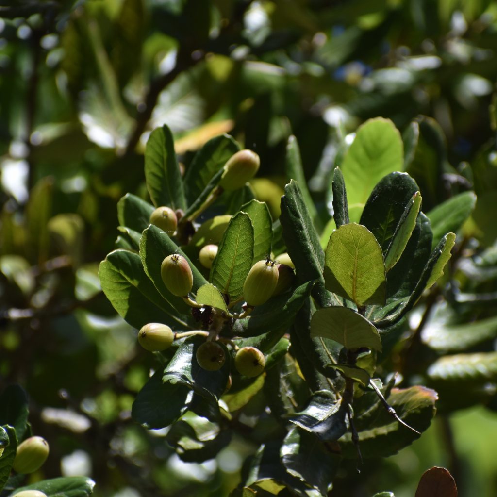 Ulmo - TodoNativo | Vivero de Plantas Nativas del Sur de Chile