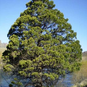 Austrocedrus-chilensis.-Cipres-de-la-cordillera