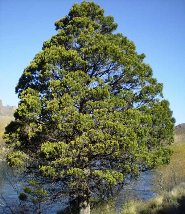 Austrocedrus-chilensis.-Cipres-de-la-cordillera
