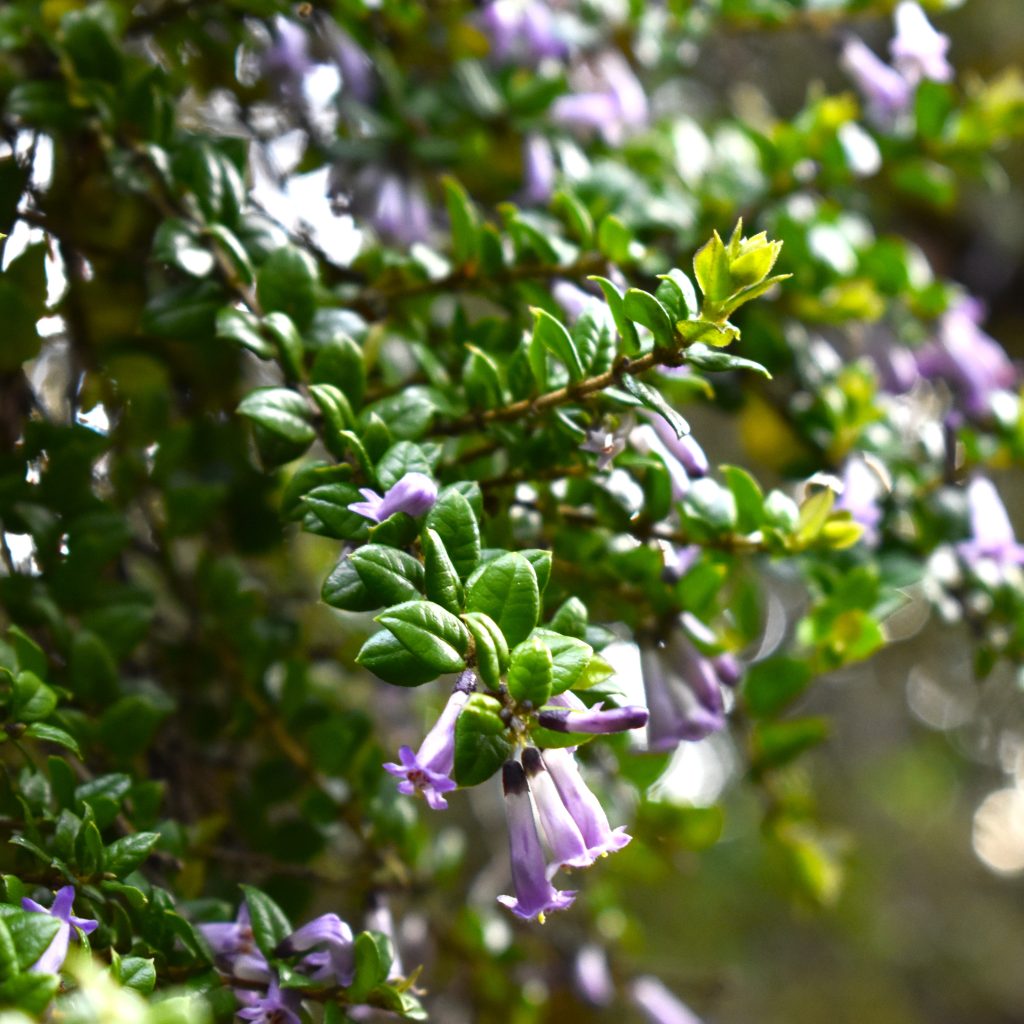 Arrayan Ingles Arrayán Macho – TodoNativo | Vivero de Plantas Nativas del Sur de Chile