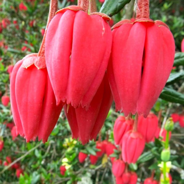 Crinodendron-hookerianum 1