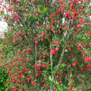 Crinodendron-hookerianum