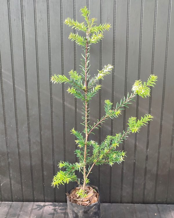 IMG_20241118_181009 IMG_20241118_181009