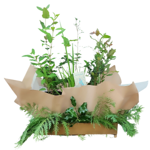 Caja con plantas nativas, arboles y arbustos