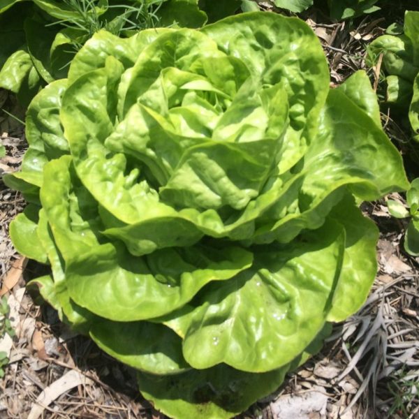 Lechuga Francesa 1