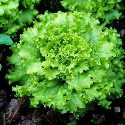 Lechuga Gran Rapid