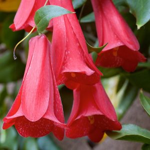 Common name: Chilean Bell Flower..Species from Chile..Photographed at Strybing Arboretum