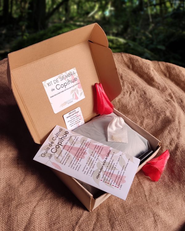 Kit 01 de siembra de copihue