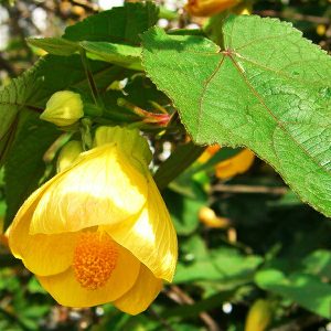 Abutilón Amarillo