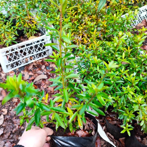 Azalea flor de notro bolsa Azalea flor de notro bolsa