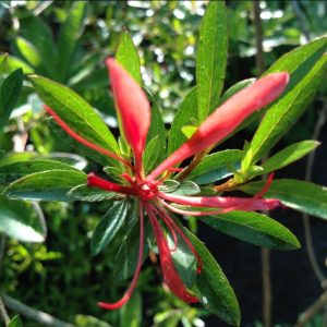 Azalea flor de Notro