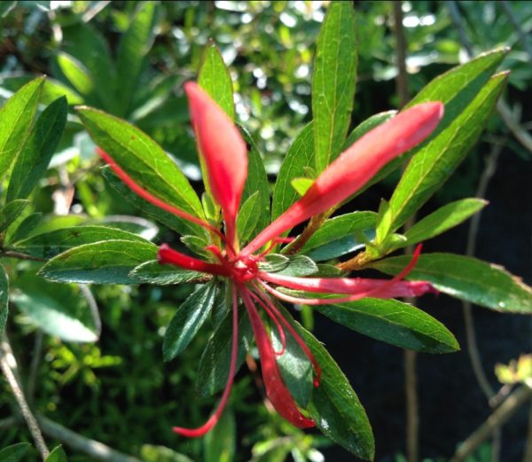 Azalea flor de notro detalle