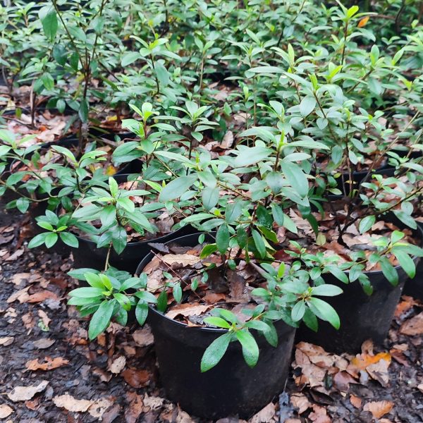 Azalea fucsia Azalea fucsia