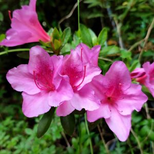 Azalea fucsia flor