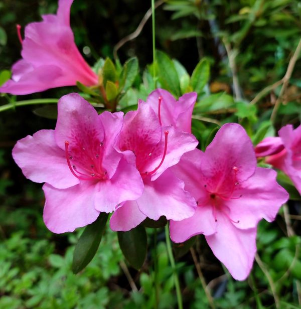 Azalea fucsia flor