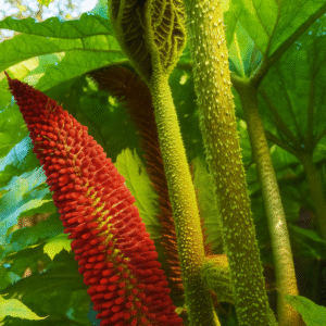 Flor de Gunnera en detalle 02 Flor de Gunnera en detalle 02
