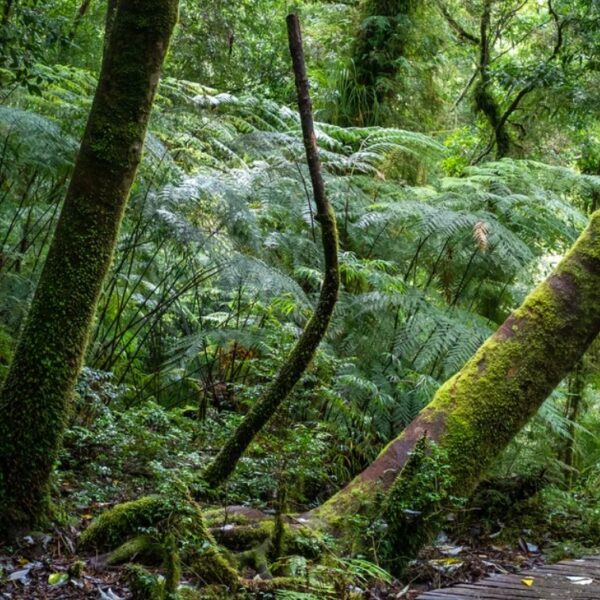 Helecho Paragua Helecho Paragua