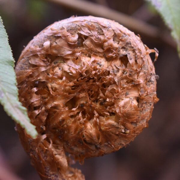 Helecho costilla de vaca brote Helecho costilla de vaca brote