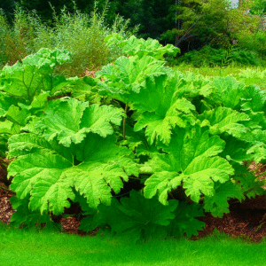 Hojas de nalca 01 Hojas de nalca