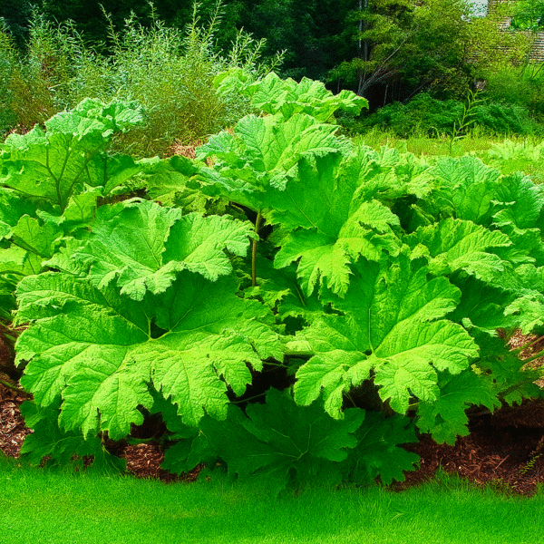 Hojas de nalca 01 Hojas de nalca