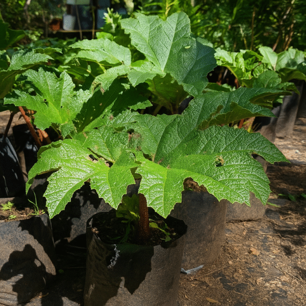 Planta de nalca en bolsa de vivero Planta de nalca en bolsa de vivero
