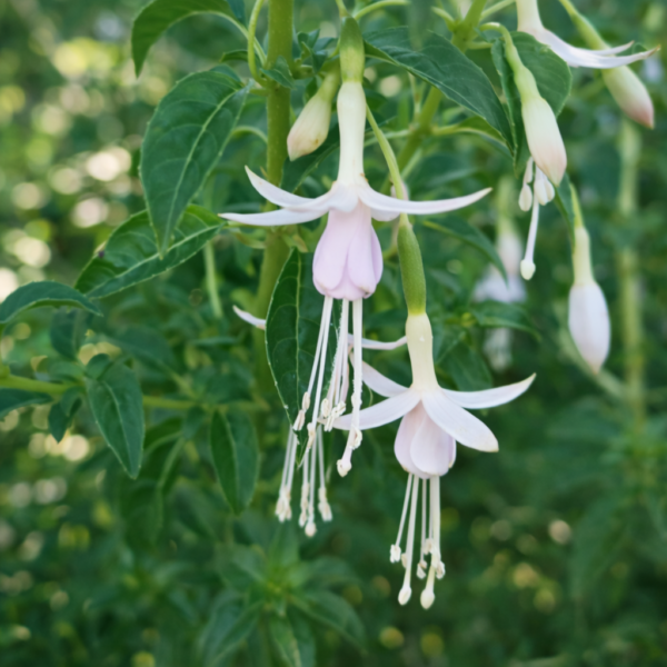 Chilco blanco flor cuadradio